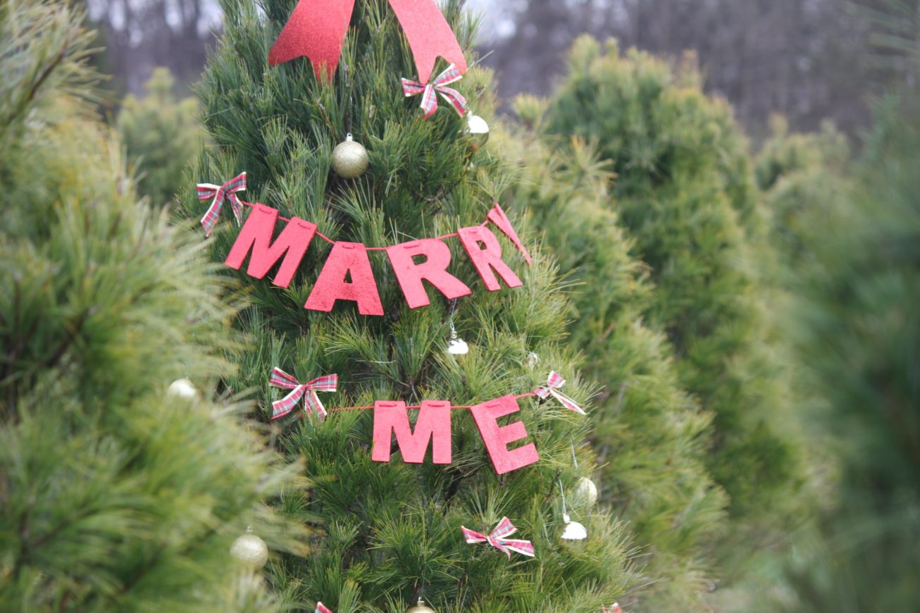 christmas tree farm proposal idea