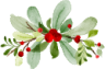 Holly Plant